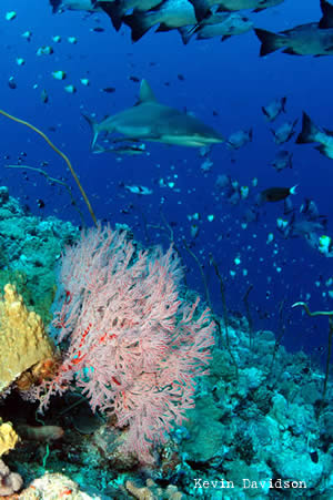 sharks in palau